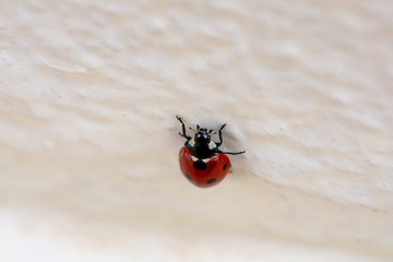 Red ladybug climbing up a rough white wall © Miguel Ángel RM