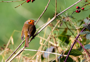 robin red breast