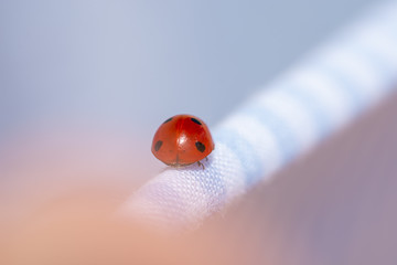 Red ladybug walking on a blue sheet lying in the sun after laundry