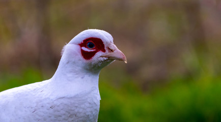 close up of a pigeon