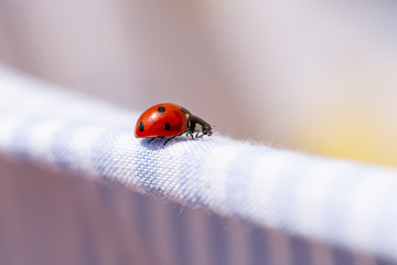 Red ladybug walking on a blue sheet lying in the sun after laundry © Miguel Ángel RM