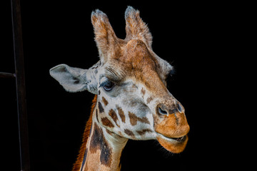 Obraz premium portrait of a giraffe