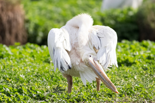 white pelican oiling its fethers