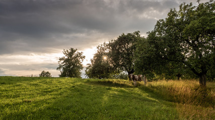Edge of the meadow with trees and a cow under them