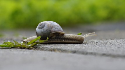 snail on a leaf