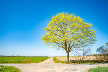 Obraz premium Frühling