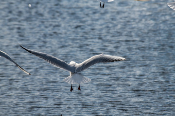 Seagull fly water spring nature lake birds sunny day light
