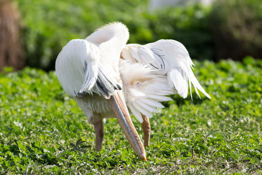 white pelican oiling its fethers