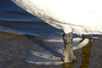 Paddling webbed foot of a swan
