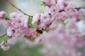 blooming branch with a flying bee