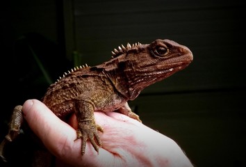 Tuatara