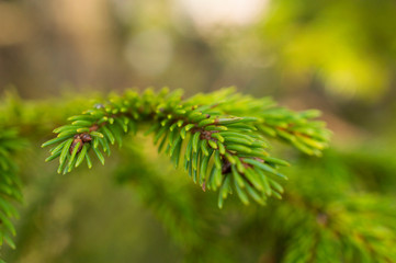 Macro image young branches of a Christmas tree in the forest