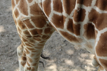 Giraffe
