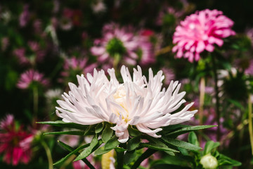 Obraz premium European chamomile Michaelmas (Aster amellus). Aster. Bright blue flower aster closeup. Nature. Bouquet of Flowering Callistephus chinensis. Lush fresh blue aster flowers grow in a flower garden.