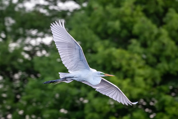 snowy egret in flight