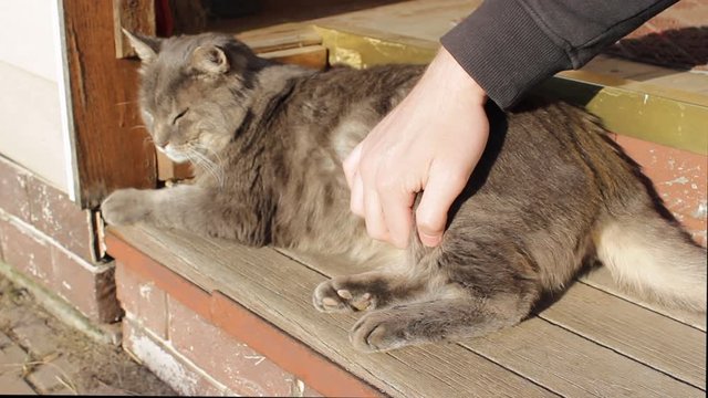 cute fat cat leopard coloring lies on the wooden surface and enjoys the company of the owner. The owner strokes and gently scratches the animal. Animal Care Day