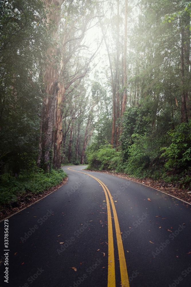 Canvas Prints Vertical picture of a road surrounded by greenery in a forest under the sunlight at daytime