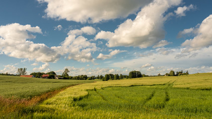 Green fields in spring under a blue sky with white clouds 2 © Majere