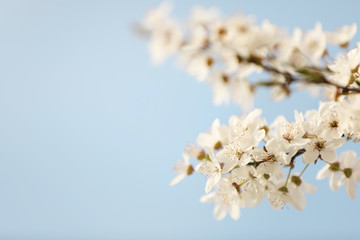 Closeup view of blossoming tree against blue sky on spring day