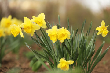 Obraz premium Beautiful blooming daffodils outdoors on spring day