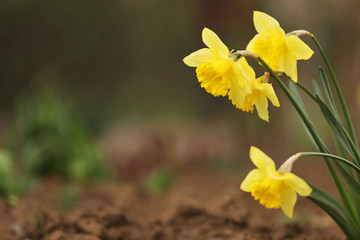 Beautiful blooming daffodils outdoors on spring day