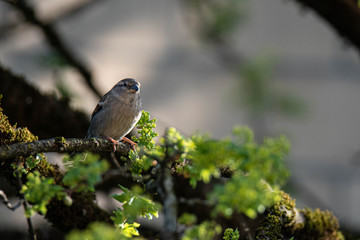 House sparrow (Passer Domesticus) on a montpellier maple (Acer monspessulanum), Frastanz, Vorarlberg, Austria