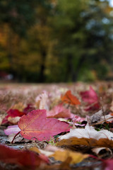 A Fall Scene in Worcester Massachusetts