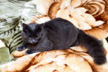 Naklejka na ściany i meble fluffy cute grey cat on the sofa
