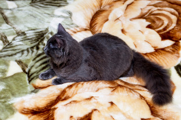 fluffy grey cat on the couch