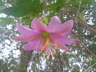 flor de taxo 