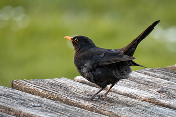 Eurasian Blackbird (Turdus merula) on a table, Frastanz, Vorarlberg, Austria