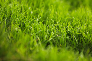 Beautiful green grass outdoors on spring day, closeup view