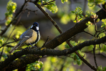 Obraz premium Great tit (Parus Major) on a montpellier maple (Acer monspessulanum), Frastanz, Vorarlberg, Austria