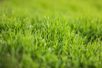 Beautiful green grass outdoors on spring day, closeup view