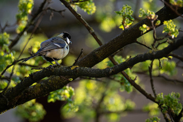 Fototapeta premium Great tit (Parus Major) on a montpellier maple (Acer monspessulanum), Frastanz, Vorarlberg, Austria
