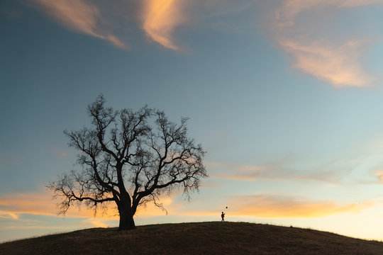 Silhouette of bare tree and man on hill during sunset