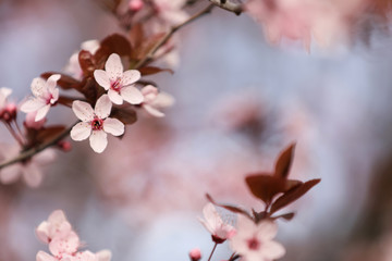 Closeup view of blossoming tree outdoors on spring day
