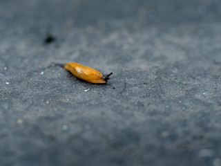 macro of a little slug on the road