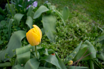 A Yellow Tulip Bulb in a Flower Garden