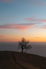 Couples standing under bare tree on hilltop during sunset