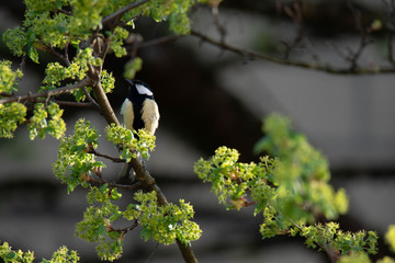 Great tit (Parus Major) on a montpellier maple (Acer monspessulanum), Frastanz, Vorarlberg, Austria