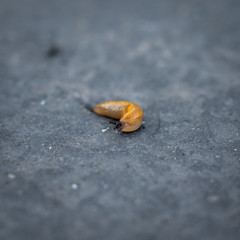 Macro of a tiny slug on the road