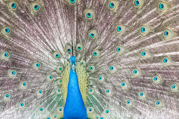 Obraz premium peacock with its magnificent tail opened wide