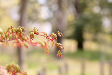 日本の春の紅葉