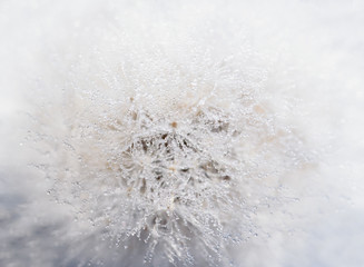 Beautiful dew drops on a dandelion seed macro.