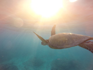 Green sea turtle swimming in sea