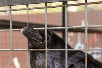 The raven thrusts its beak through the bars of the cage