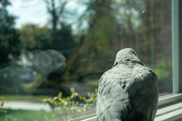 Fototapeta premium An African Gray Parrot Looking Out the Window at her Reflection