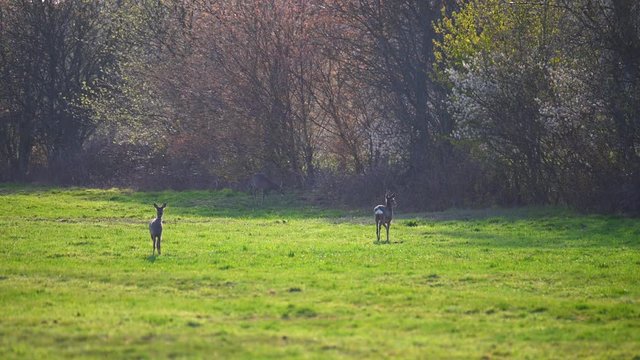 a herd of deer is on a field in the nature