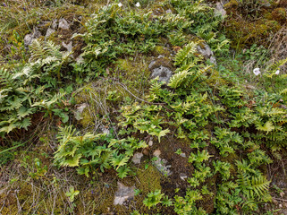 Fern in forest, beautiful fern leaves green foliage, natural floral fern background in sunlight